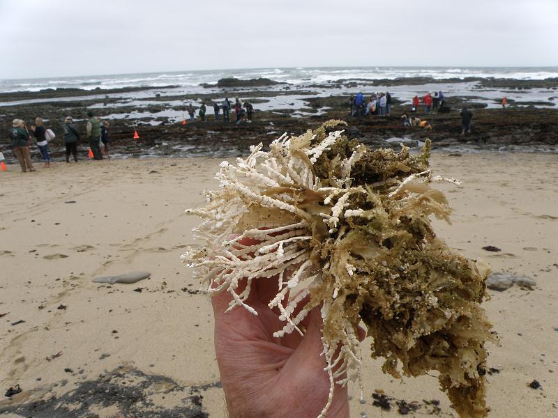 P6182060 Fitzgerald Reserve.JPG